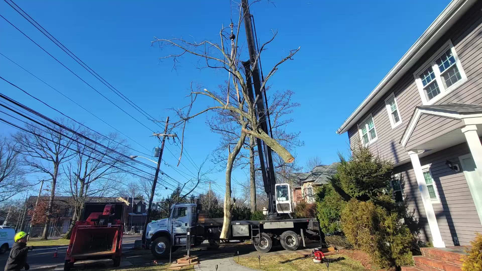 Emergency Tree Work